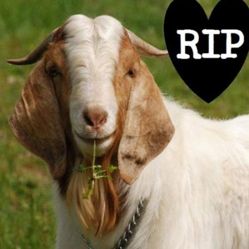 Goat Politics